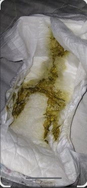 Pup bayi 2 bulan stengah hijau