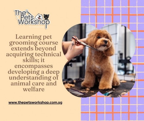 Learning pet grooming is an enriching journey that opens doors to a world of opportunities in the pe