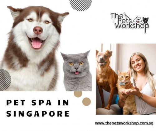 Say Goodbye to Excess Fur — The Pets Workshop