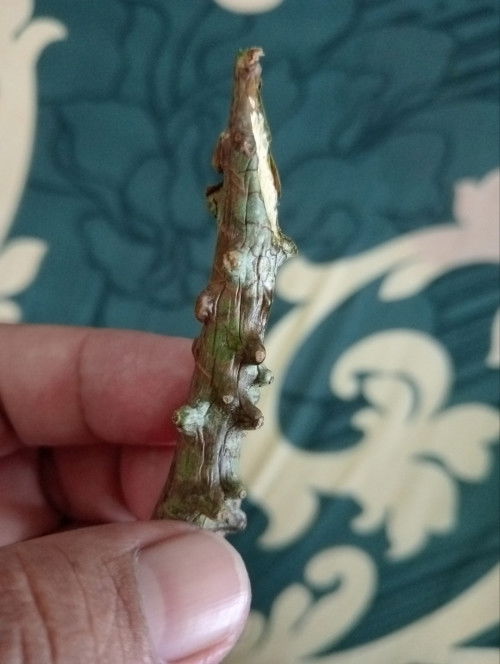 Batang bakawali utk penawar jaundice babu