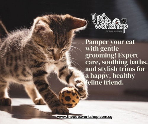 Understand the special grooming needs of different cat breeds is essential — The Petsworkshop