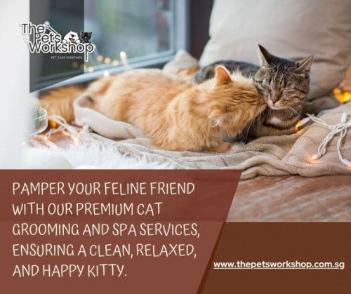 Cat grooming Singapore is an essential part of maintaining your feline’s health- The Pets Workshop