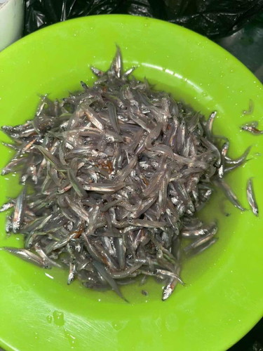 Teri basah mpasi