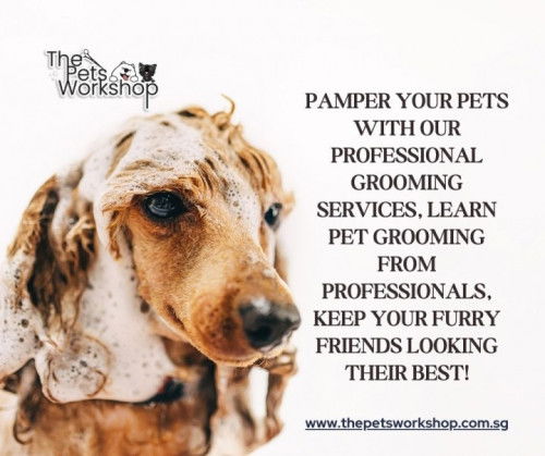 Emerging trend in the Professional Pet Grooming Industry — The Pets Workshop