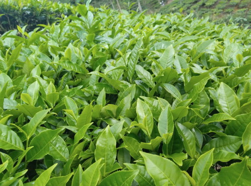 Em thai 29t đc 1,5 gr ,mẹ tăng 12 kg rồi ạ, có mom nào tăng cân nhiều như em không,dư sinh rộng tg 8