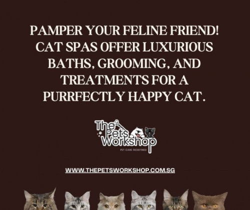 Cat grooming is not just about keeping your feline friend clean and healthy- The Pets Workshop