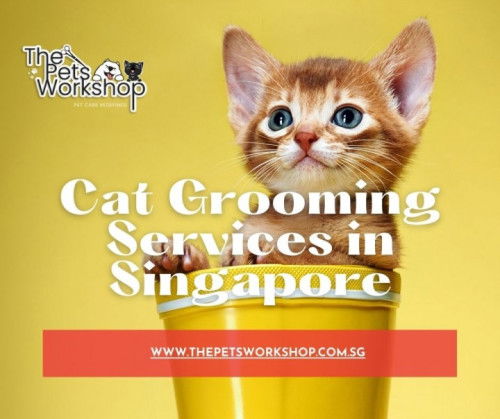 Cat grooming in Singapore are not just indulgent luxuries for pampered pets — The Pets Workshop