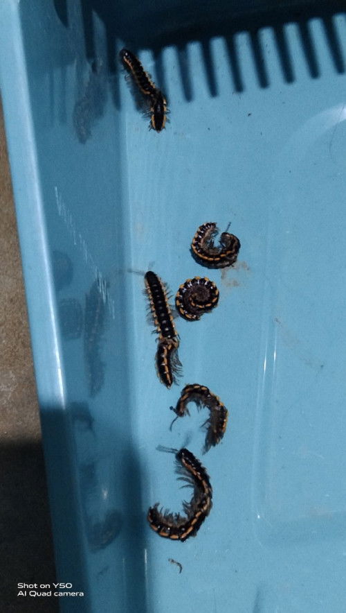 Mau tanya, ini binatang apasii?akhir2 ini banyak ulet kaya gini, pertanda apa yaa?