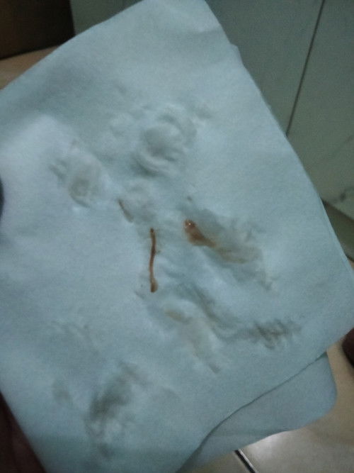 Bercak lendir dan darah