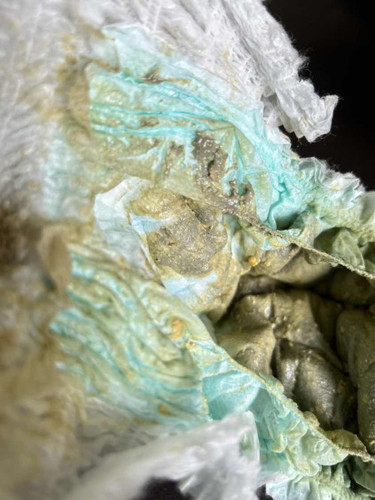 Greenish poop