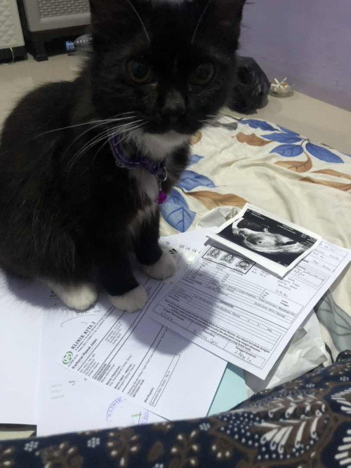 Hamil Melihara kucing bikin cacat?