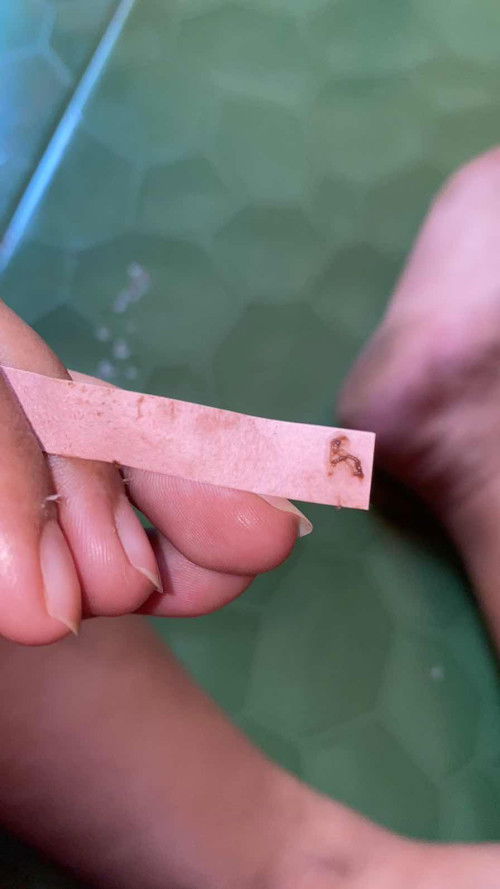 38w hpl pertengahan agustus