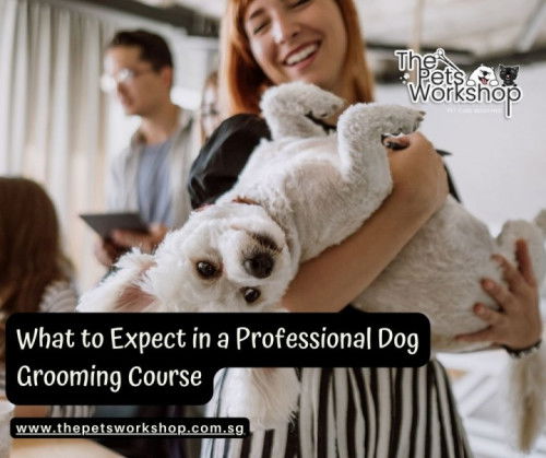 Embarking on a professional pet grooming course is an exciting step — The Pets Workshop