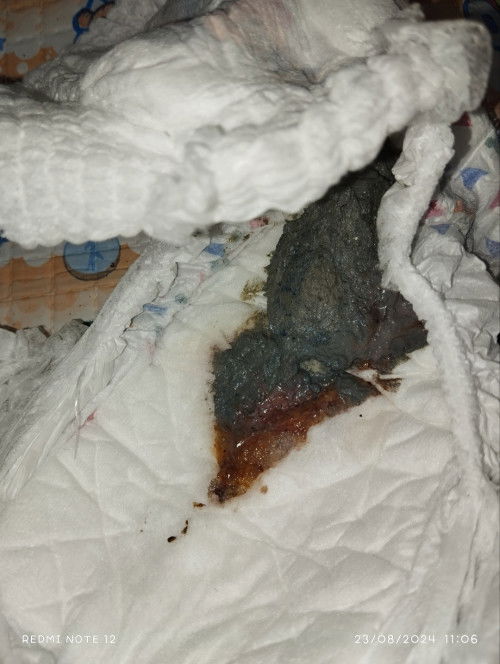 Bab a warna merah kecoklatan