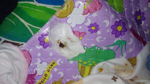 Puput pusar di hari ke 5