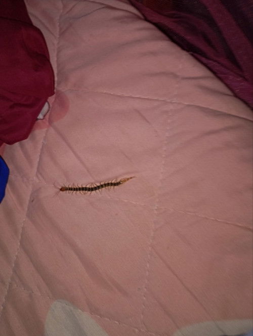 Ano po ba ang dapat gawin pag nakagat ng alupihan?