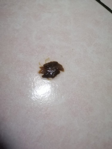 Keluar lendir darah + lendir coklat gelap di usia kandungan 32 minggu