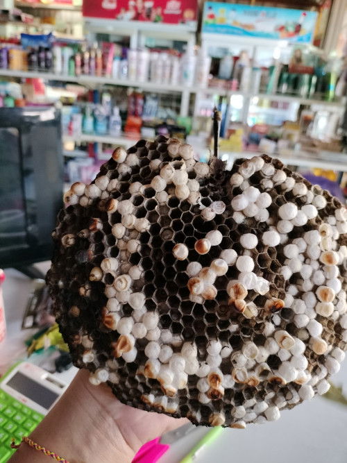 สามารถทานตัวอ่อนตัวต่อได้ไหม