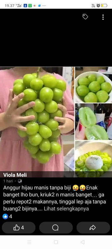 Ngidam anggur shine muscat