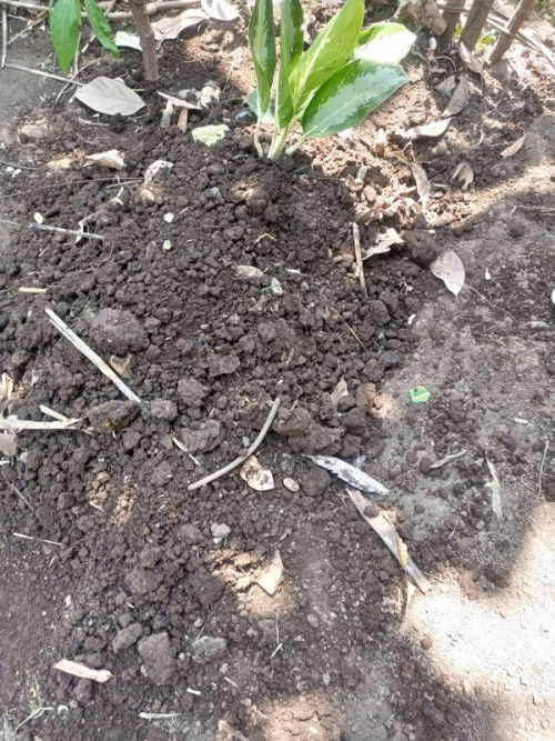 Izin pamit bunda bunda