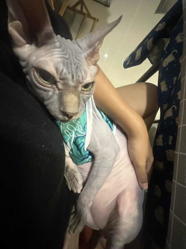 จัดการน้องแมว(ระบบปิด)ที่บ้านยังไง เมื่อรู้ว่าท้อง (ตอนนี้5W)