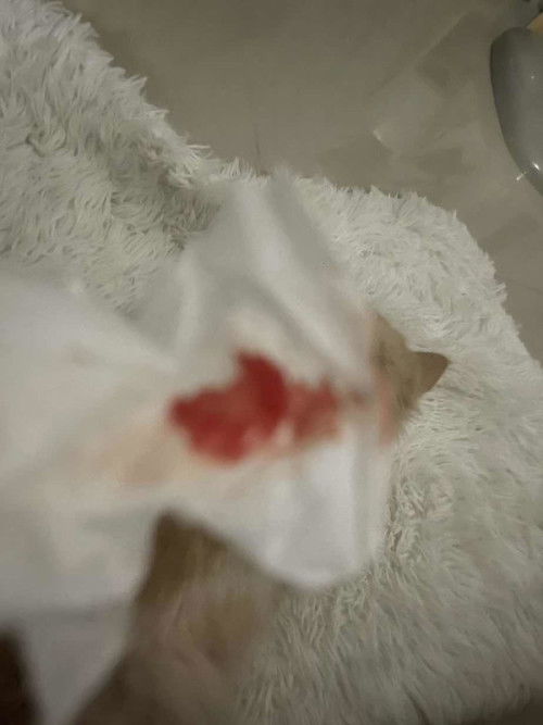 สอบถามเเม่ๆหน่อยค่า  มีเลือดออกมาจากช่องคลอด กะปริบกะปรอย มาเกือบ 1 สัปดาห์เเล้วค่ะ