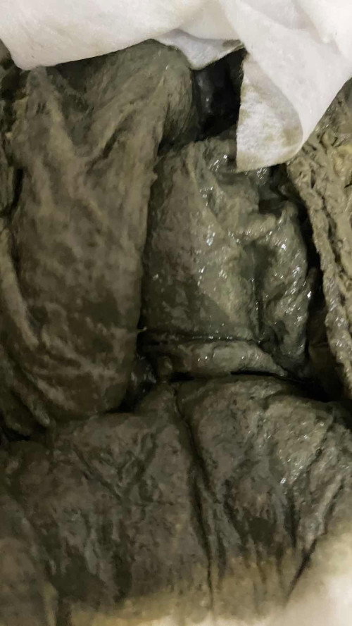 Pup bayi 8 bulan warna hijau keabu-abuan