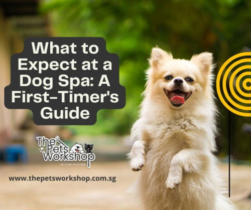 A Step-by-Step Look at Dog Grooming in Singapore Spas — The Pets Workshop