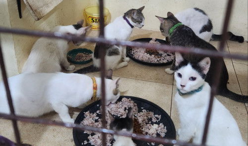 Pet cats during pregnancy