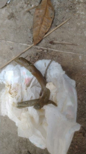 Bayi 6 bulan 10 hari BAB padat dan keras