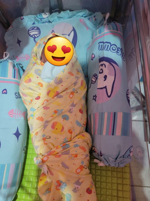 HPL 11 November 2024