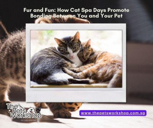 Your cat will feel more comfortable being touched if you take them to a cat spa in Singapore. — The