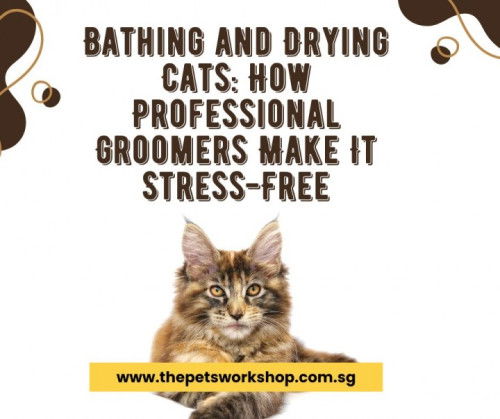 Bathing and Drying Cats: How Professional Groomers Make It Stress-Free — The Pets Workshop