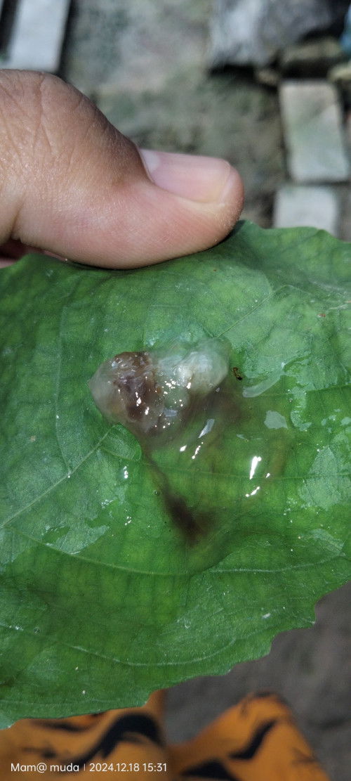 Kemarin hari Rabu pagi keluar lendir kecoklatan Bun ...tdi MLM aku periksa ke bidan dan di cek blm