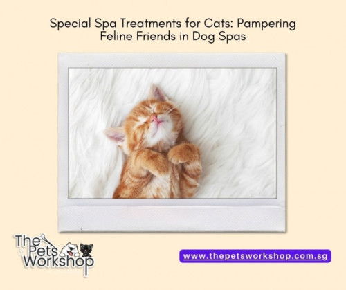 Pampering Your Feline Friend: The Ultimate Guide to Cat Grooming and Spa Treatments — The Pets Works