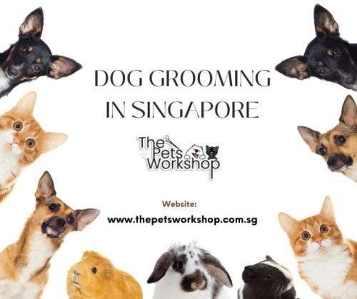 A Comprehensive Guide to Luxury Dog Spa Offerings — The Pets Workshop