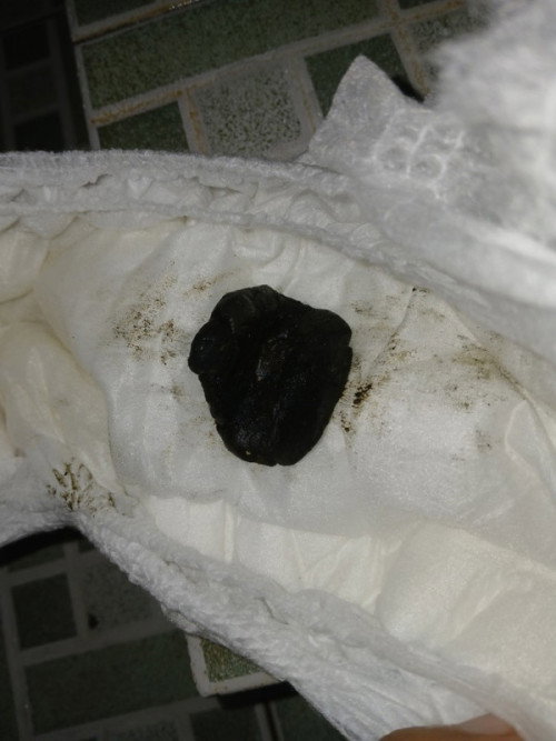 Pup hitam aman/tidak