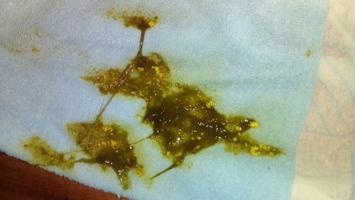 Pup bayi 2 bulan hijau dan berlendir