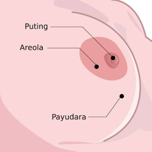 Areola Gatal (15 weeks pregnancy)
