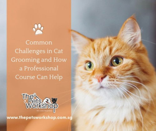 Professional Cat Grooming: Skills & Solutions — The Pets Workshop