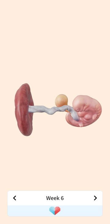 Apakah makan duren di perbolehkan untuk kehamilan???