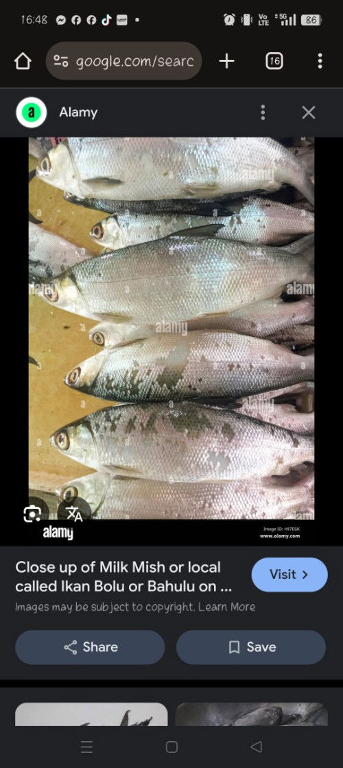 Selamat ka makan ikan ini?