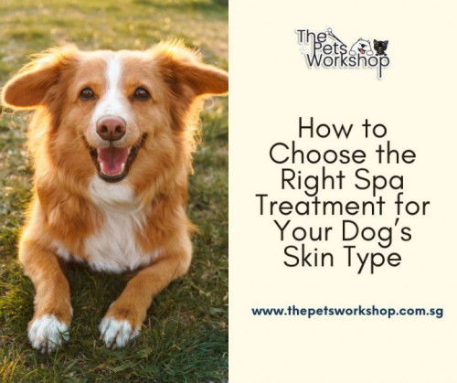 Ultimate Guide to Dog Spa Treatments for Healthy Skin in Singapore