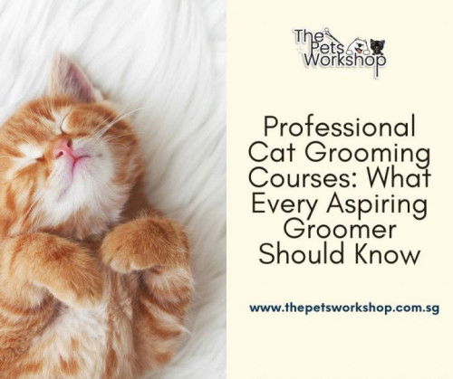 Guide to Professional Cat Grooming Courses in Singapore — The Pets Workshop