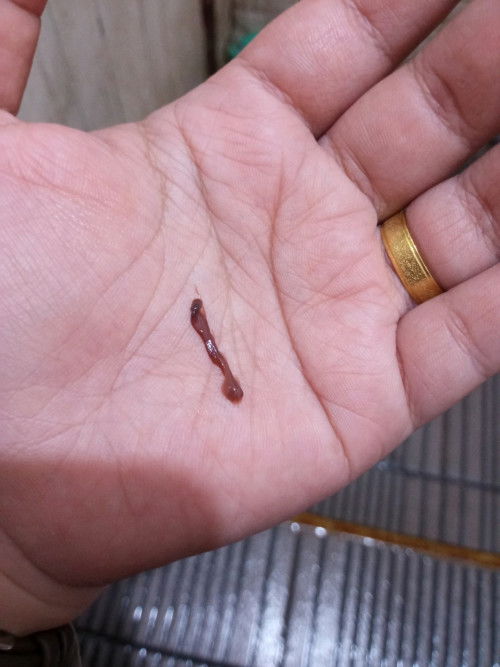 Keluar lendir coklat