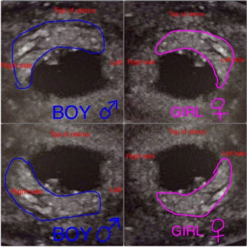 Gender Predictor