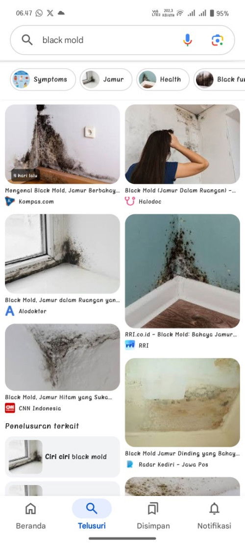 Jamur black mold