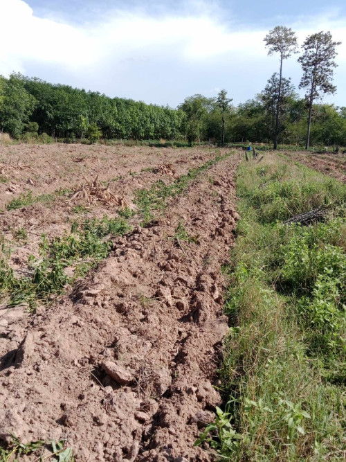 แม่ท้อง18Week 4day #จะทำต่อหรือจะหยุดดี#มันสำปะหลัง