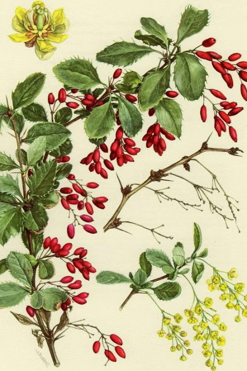 Barberry root extract Barberry Root tincture