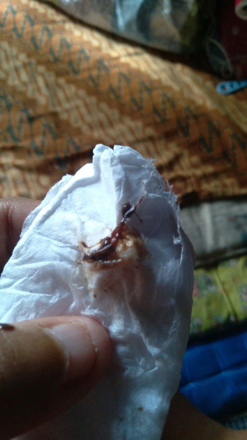 Pembukaan 1